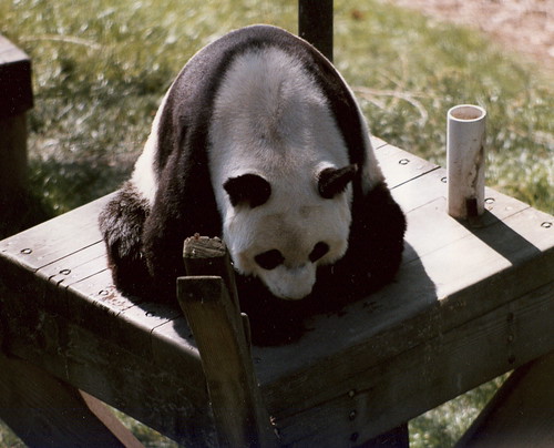 Seated Panda