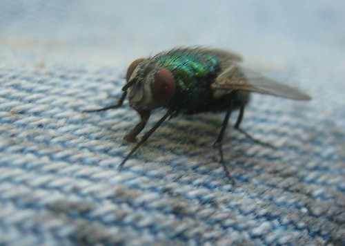 most docile fly ever
