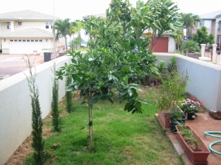 Side Garden