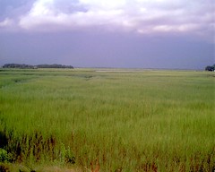 Marsh 1