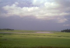 Marsh 8