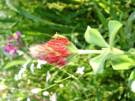 bug-fleur