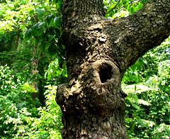 hollow tree