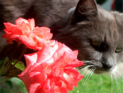 Miss Cat Flower,16  juillet 2005