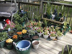 plants on the deck