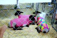 Sheep Sweaters