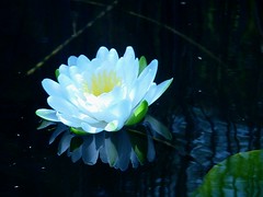 Water Lilly1