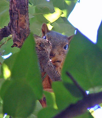 peek-a-boo squirrel