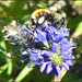 Macro-abeille-II