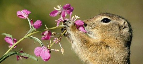 Stop to Smell the Flowers