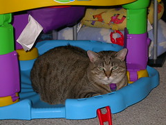 Karla apparently finds Grace's Exersaucer quite comfy