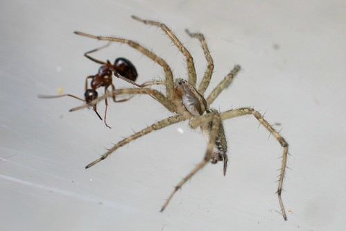Funnel Spider and prey 1
