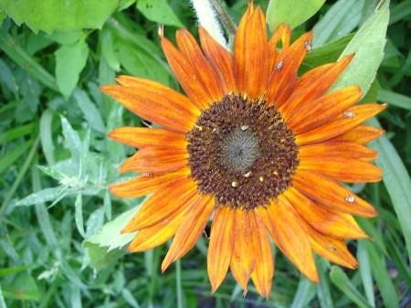 sunflower-bugs