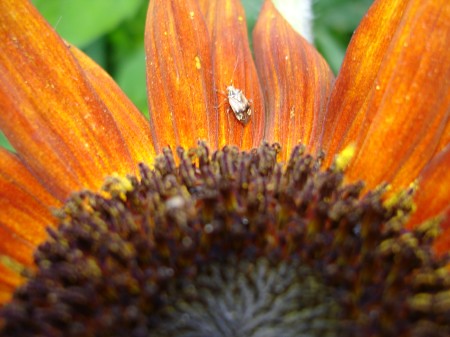 sunflower-bug-1