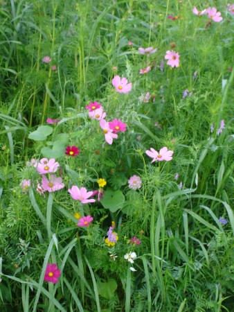 wildflower-garden-swirl