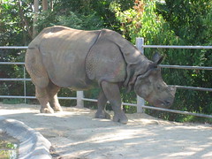 A Rhino at the San Diego Zoo