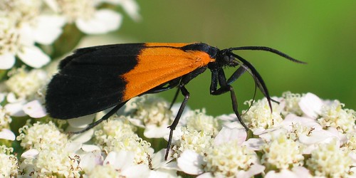 Black and Yellow Lichen Moth on flowers