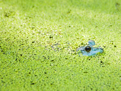 Froggy in the Duckweed