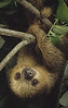 2_toed_sloth