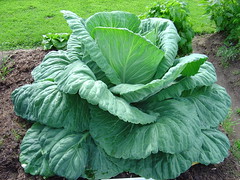 The cabbage is now the talk of the neighborhood.