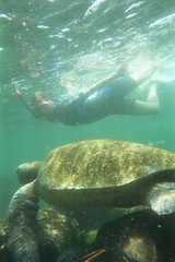 Swimming with a Sea Turtle