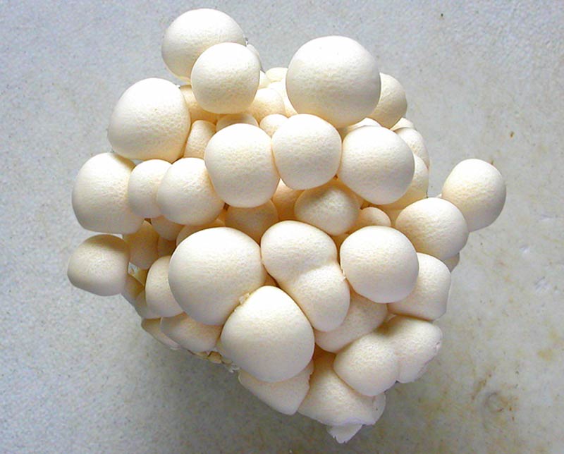 white bunapea mushroom
