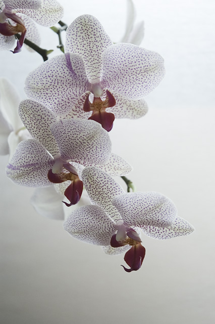 Orquídea domesticada