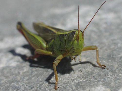 Two-Striped Grasshopper frontal view