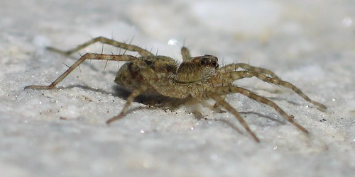 Wolf Spider lateral view