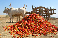 bullock-cart with red pepper