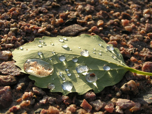 the water on a leaf