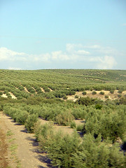 olivar