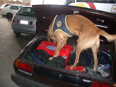 Road Trip Santiago - 35 - Sniffer dog