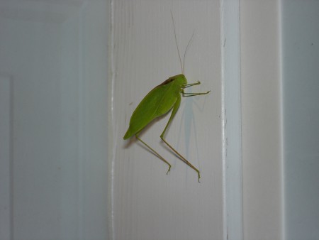 grasshoppa