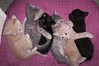 Kittens: 6 weeks old today
